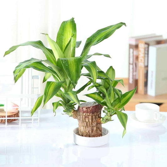 Genuine Brazilian Lucky Wood, Mini Home Plant Decorations